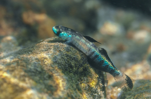 HKU Ecologists Lead Global Study Revealing Dam Construction's Harmful Impact on Migratory River Species